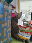 Gino