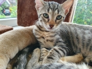 Gino